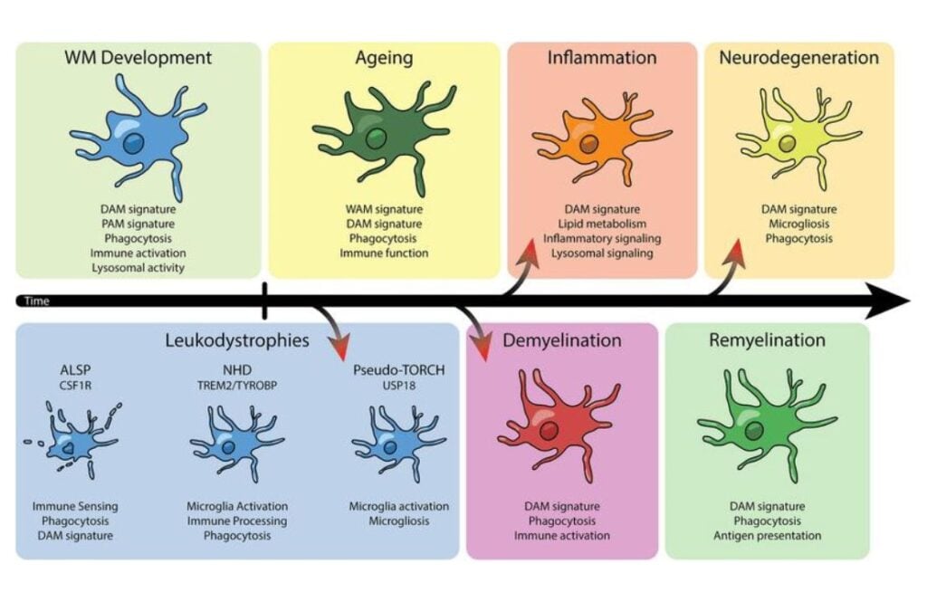 Il progressivo declino della microglia